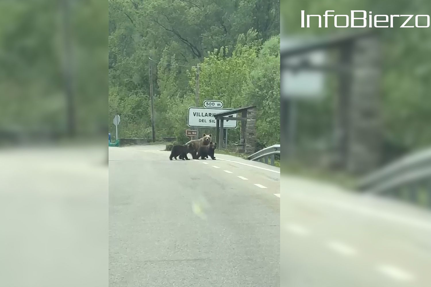 Osos en la carretera en Villarino del Sil