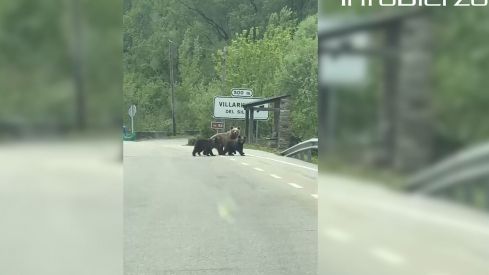 Osos en la carretera en Villarino del Sil