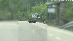 La osa Lechuguina y sus crías en la carretera en Villarino del Sil