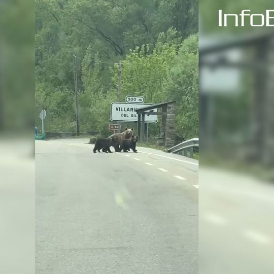 Osos en la carretera en Villarino del Sil