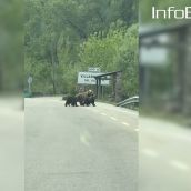 La osa Lechuguina y sus crías en la carretera en Villarino del Sil