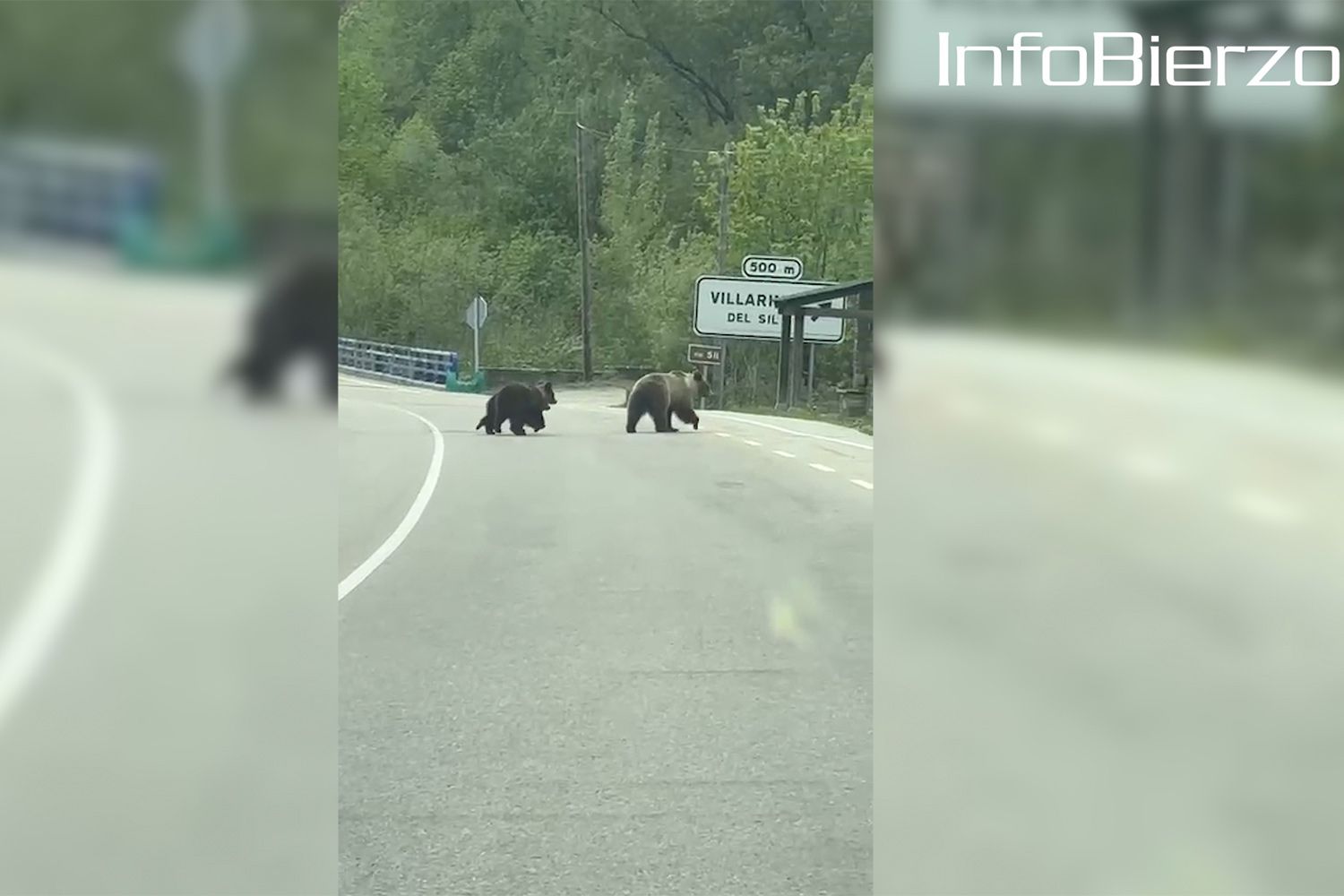 Osos en la carretera 4