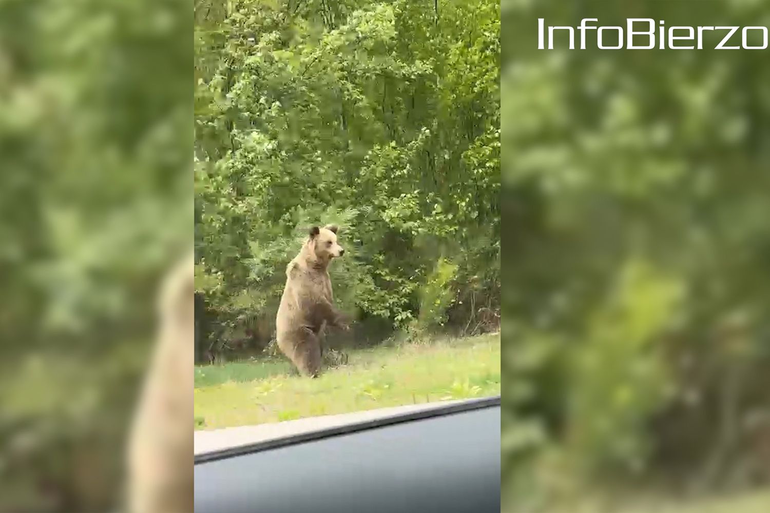 Osos en la carretera