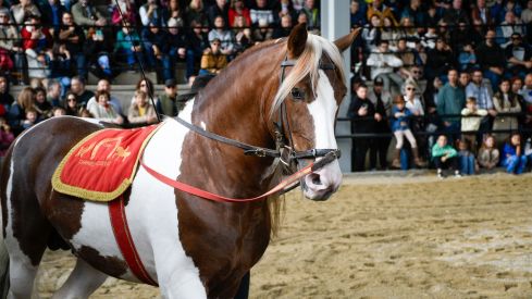 Espectáculo ecuestre de la Feria del Caballo de Camponaraya 2026 (73)
