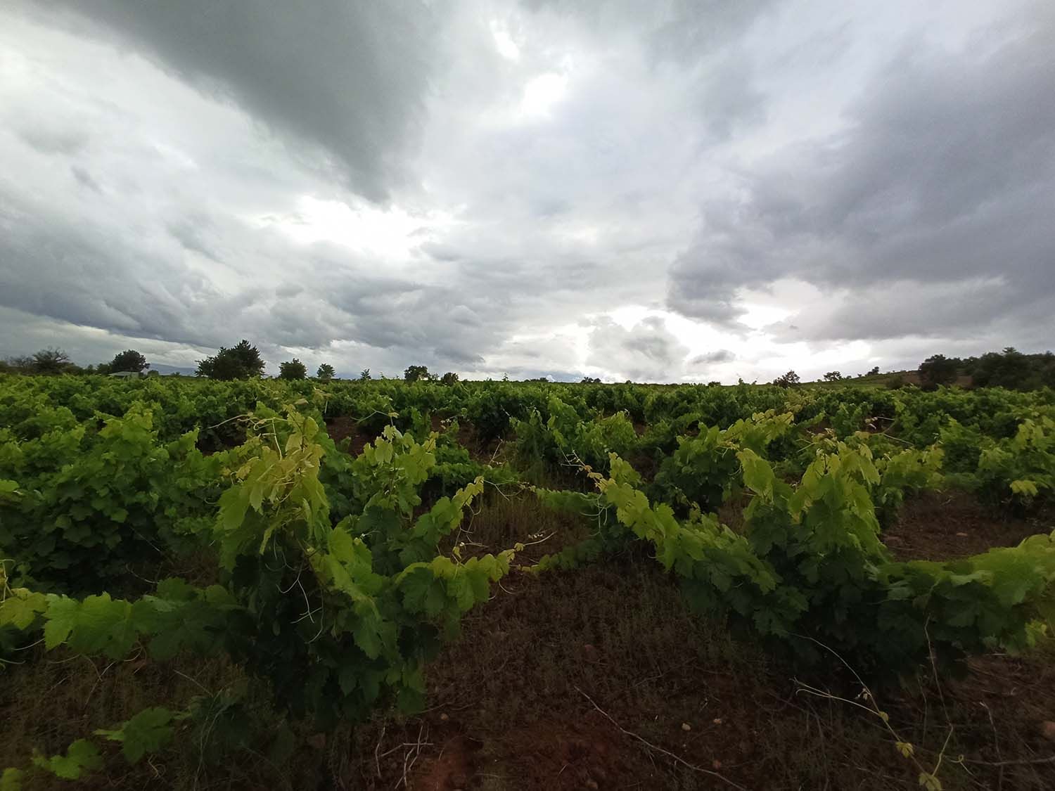Día de lluvias en los viñedos del Bierzo César Sánchez ICAL Día de lluvias en los viñedos del Bierzo César Sánchez ICAL
