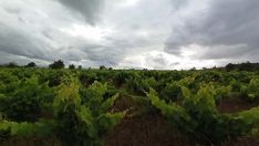 Día de lluvias en los viñedos del Bierzo César Sánchez ICAL
