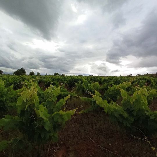 Día de lluvias en los viñedos del Bierzo César Sánchez ICAL Día de lluvias en los viñedos del Bierzo César Sánchez ICAL