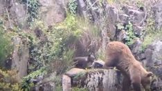 La naturaleza se abre paso en el Bierzo: Una osa pasea con sus oseznos en Páramo del Sil | Antonio Méndez La naturaleza se abre paso en el Bierzo: Una osa pasea con sus oseznos en Páramo del Sil | Antonio Méndez