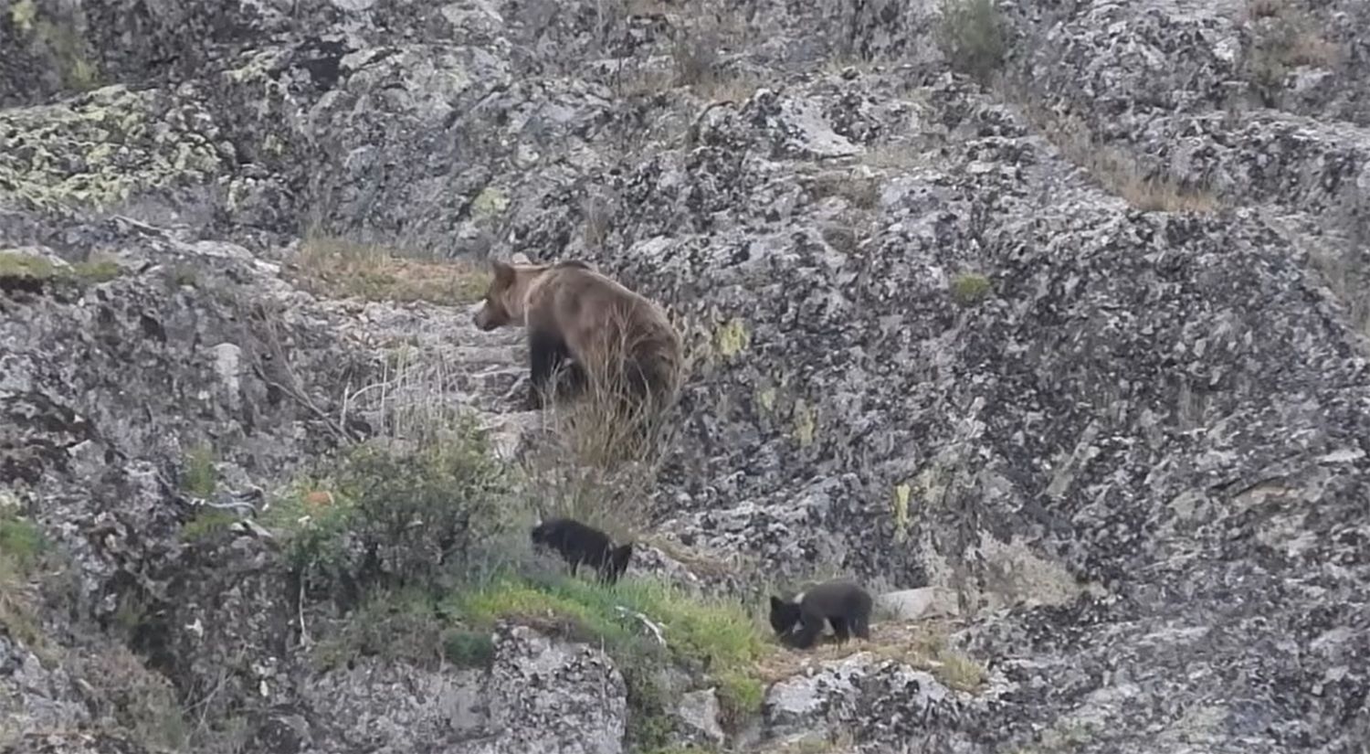 Avistamiento de una osa con sus crías en Páramo del Sil por Nacho Rodríguez en su canal de YouTube @naturalmentefauna Avistamiento de una osa con sus crías en Páramo del Sil por Nacho Rodríguez en su canal de YouTube @naturalmentefauna