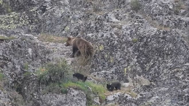 Avistamiento de una osa con sus crías en Páramo del Sil por Nacho Rodríguez en su canal de YouTube @naturalmentefauna