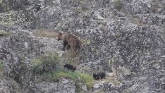 Avistamiento de una osa con sus crías en Páramo del Sil por Nacho Rodríguez en su canal de YouTube @naturalmentefauna Avistamiento de una osa con sus crías en Páramo del Sil por Nacho Rodríguez en su canal de YouTube @naturalmentefauna