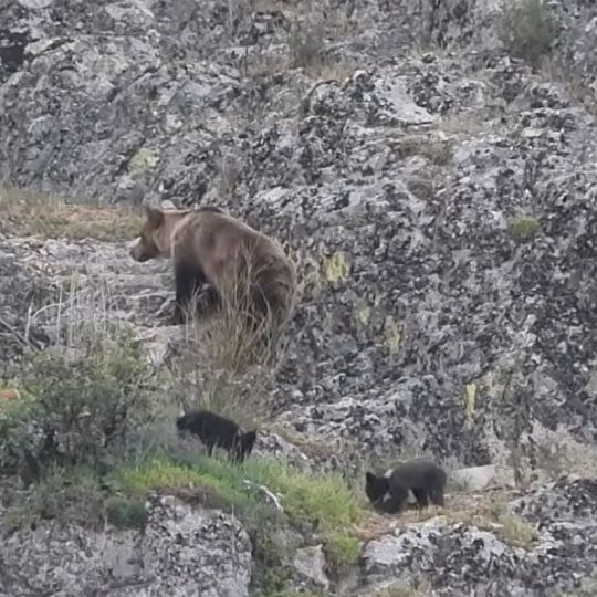 Avistamiento de una osa con sus crías en Páramo del Sil por Nacho Rodríguez en su canal de YouTube @naturalmentefauna
