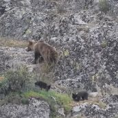 Avistamiento de una osa con sus crías en Páramo del Sil por Nacho Rodríguez en su canal de YouTube @naturalmentefauna