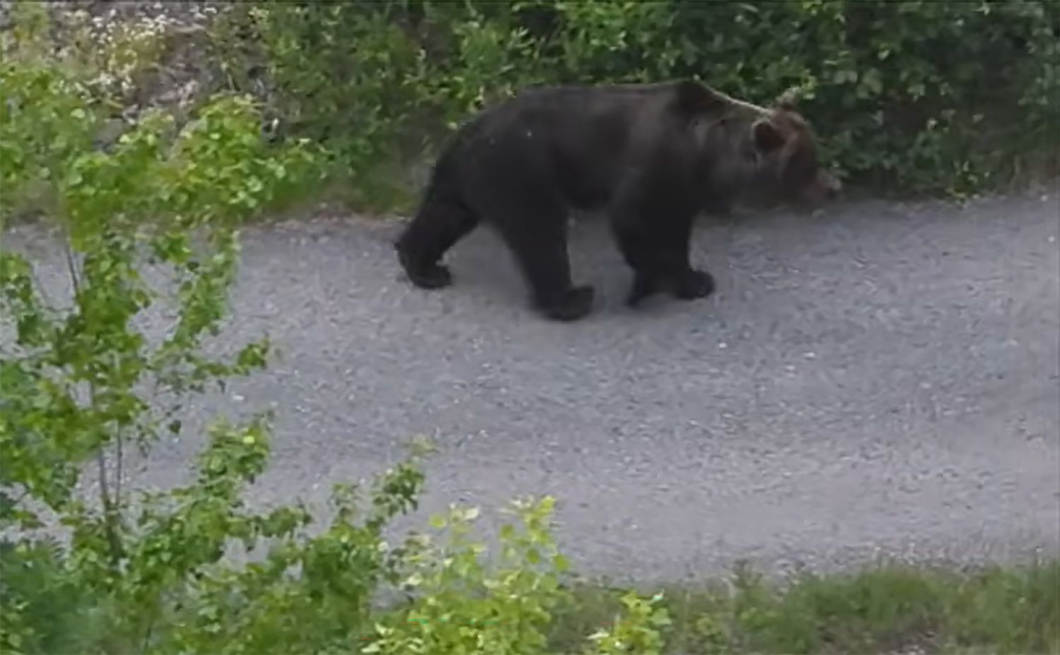 Avistamiento de un oso en Páramo del Sil 2 Avistamiento de un oso en Páramo del Sil 2