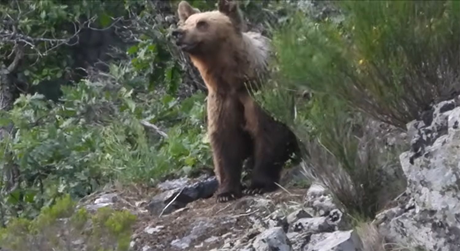 Avistamiento de un oso en Páramo del Sil Avistamiento de un oso en Páramo del Sil