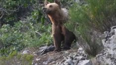 Avistamiento de un oso en Páramo del Sil Avistamiento de un oso en Páramo del Sil