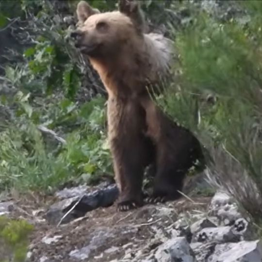 Avistamiento de un oso en Páramo del Sil Avistamiento de un oso en Páramo del Sil