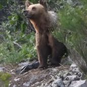 Avistamiento de un oso en Páramo del Sil