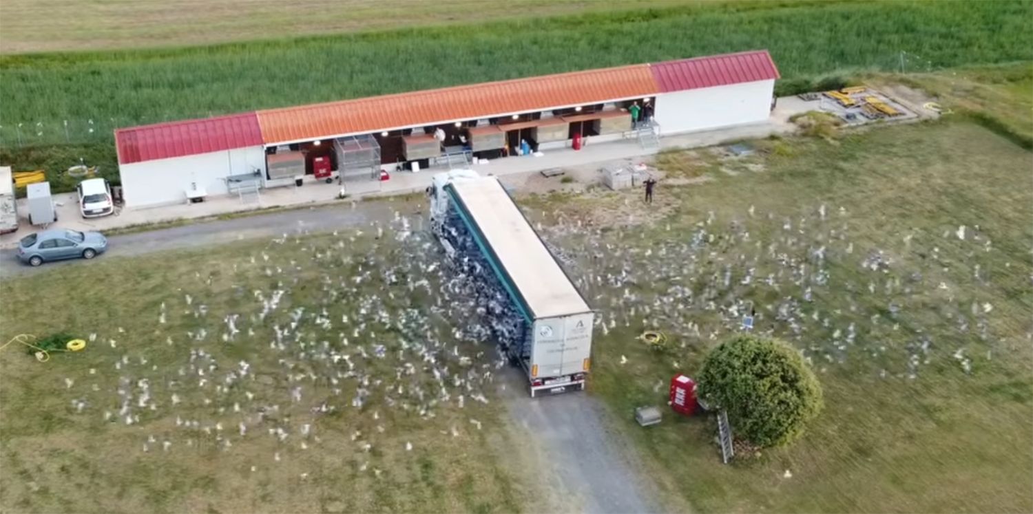 Soltadas 4.000 palomas mensajeras en Palazuelo de Órbigo (León) 
