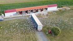 Soltadas 4.000 palomas mensajeras en Palazuelo de Órbigo (León) 