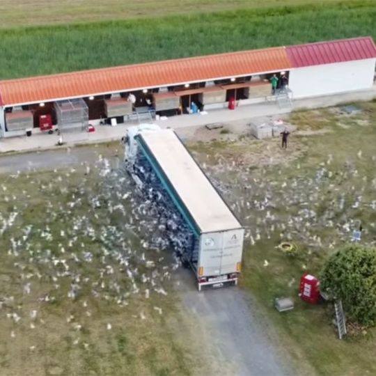 Soltadas 4.000 palomas mensajeras en Palazuelo de Órbigo (León) 