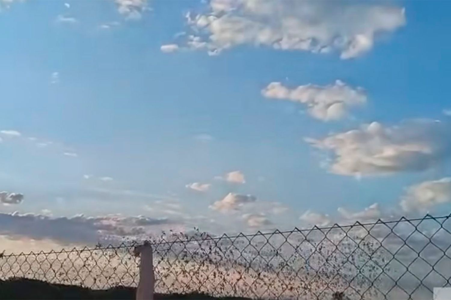 Suelta de palomas en Palazuelo de Órbigo 3
