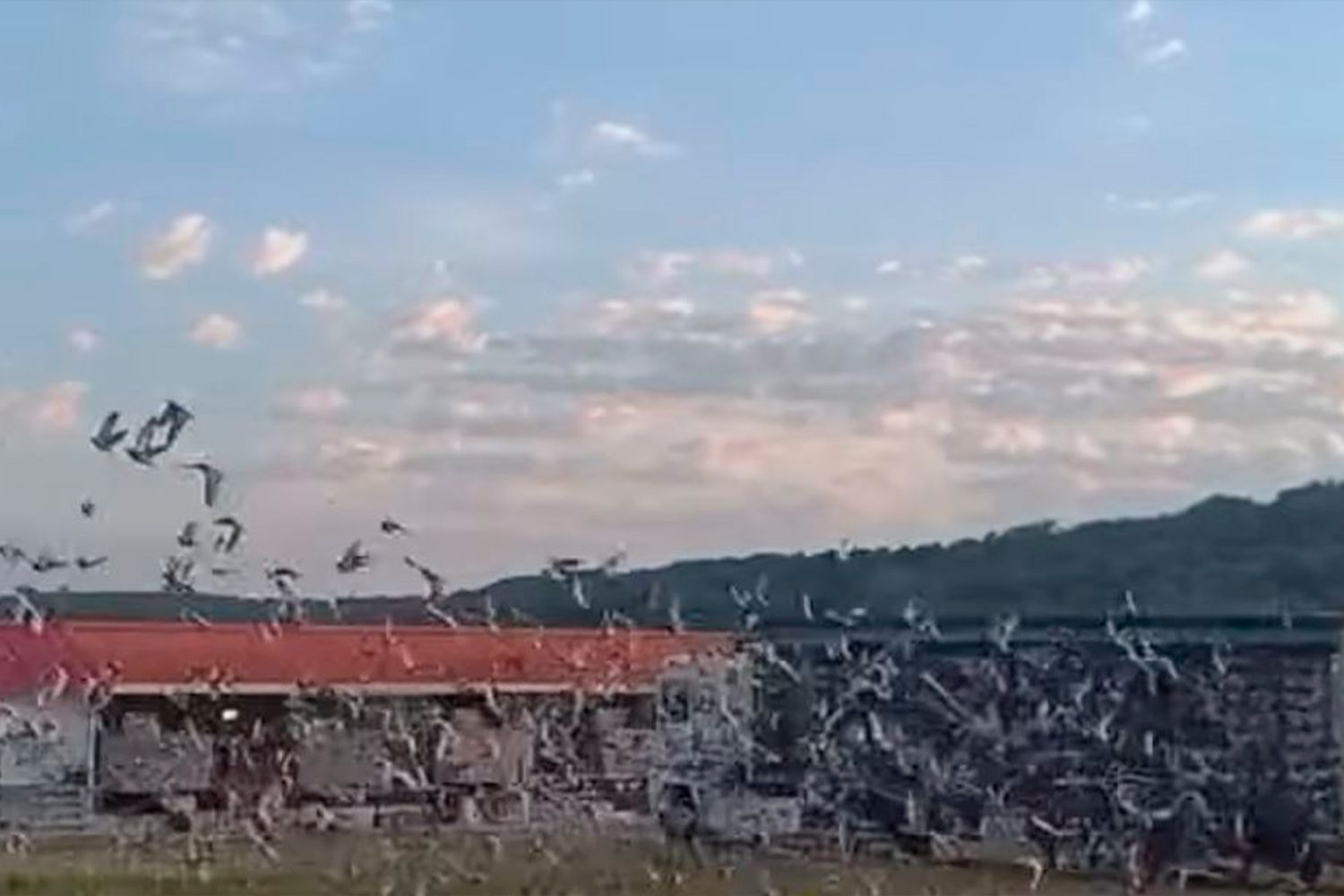 Suelta de palomas en Palazuelo de Órbigo