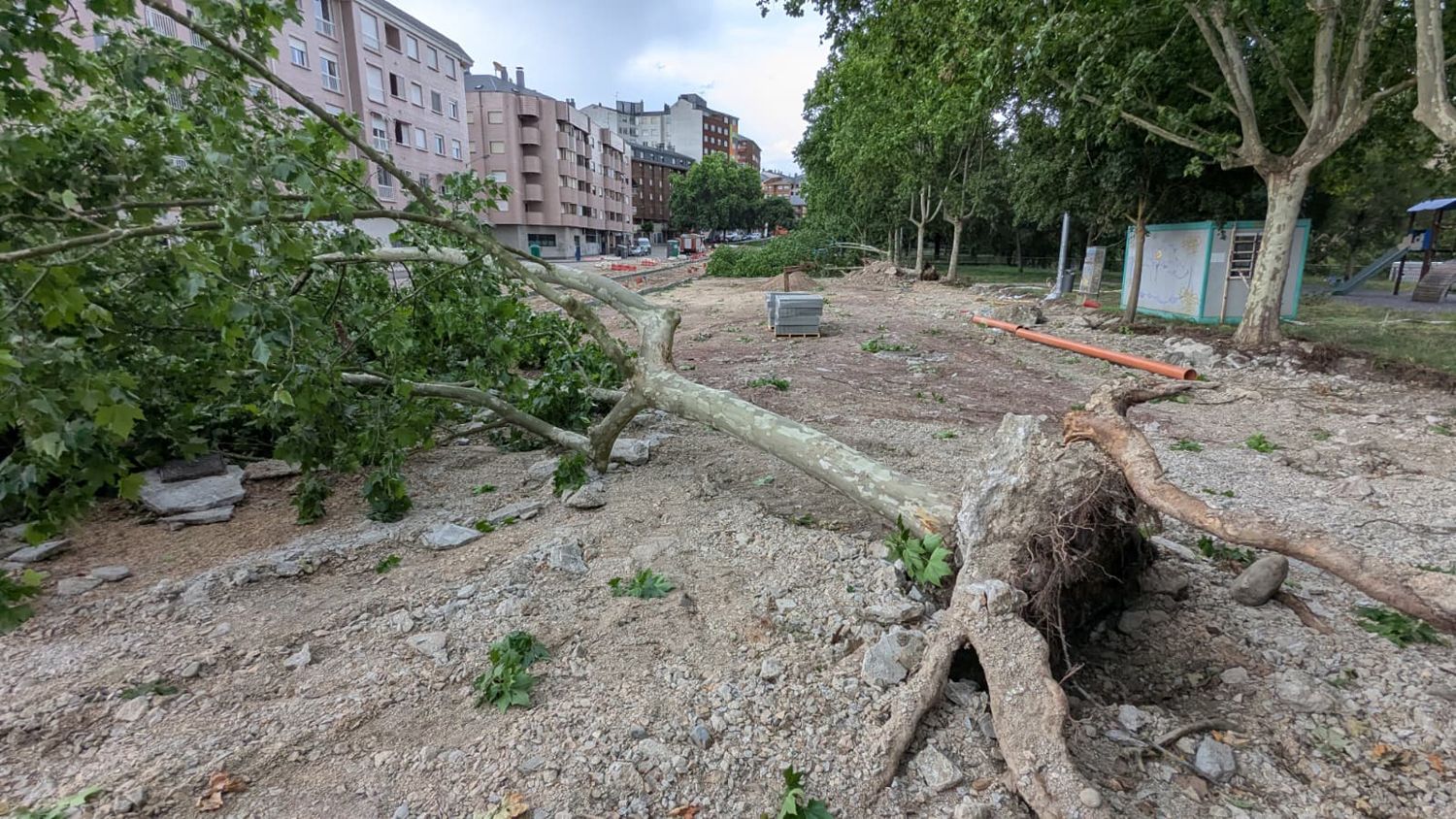 Árboles de los Jardines del Sil derribados por el viento | Foto: Dani Merino, InfoBierzo Árboles de los Jardines del Sil derribados por el viento | Foto: Dani Merino, InfoBierzo