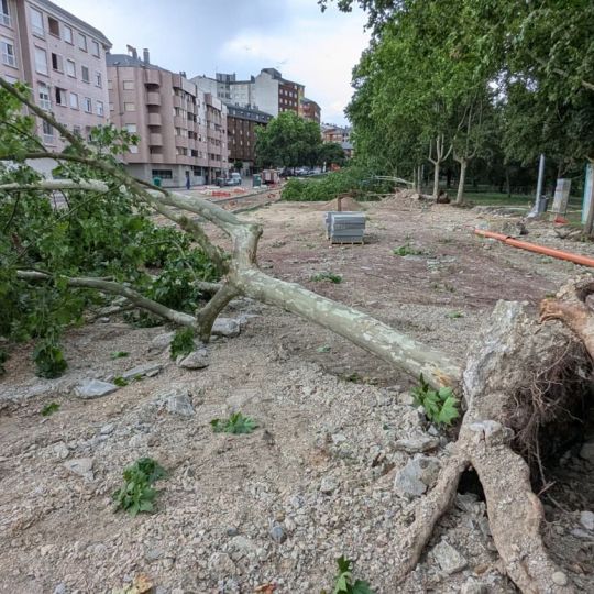 Árboles de los Jardines del Sil derribados por el viento | Foto: Dani Merino, InfoBierzo Árboles de los Jardines del Sil derribados por el viento | Foto: Dani Merino, InfoBierzo