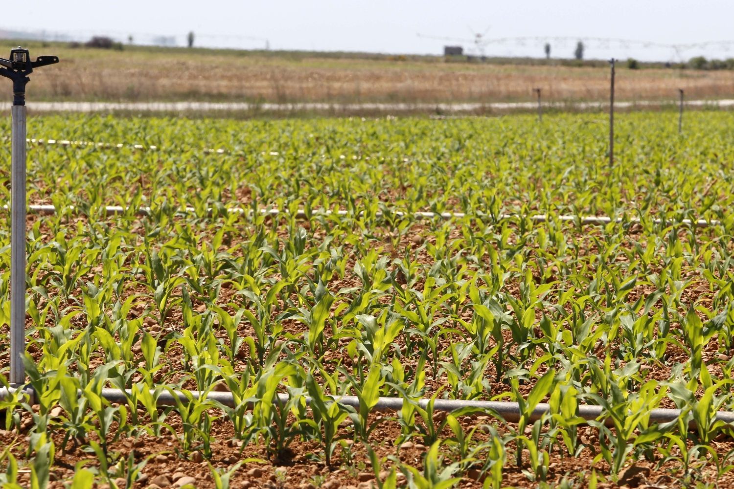 cultivo maiz sahagun