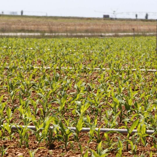 La cosecha de cereal en la provincia León caerá un 22,5% y amenaza la rentabilidad del sector