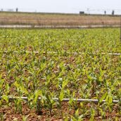 La cosecha de cereal en la provincia León caerá un 22,5% y amenaza la rentabilidad del sector