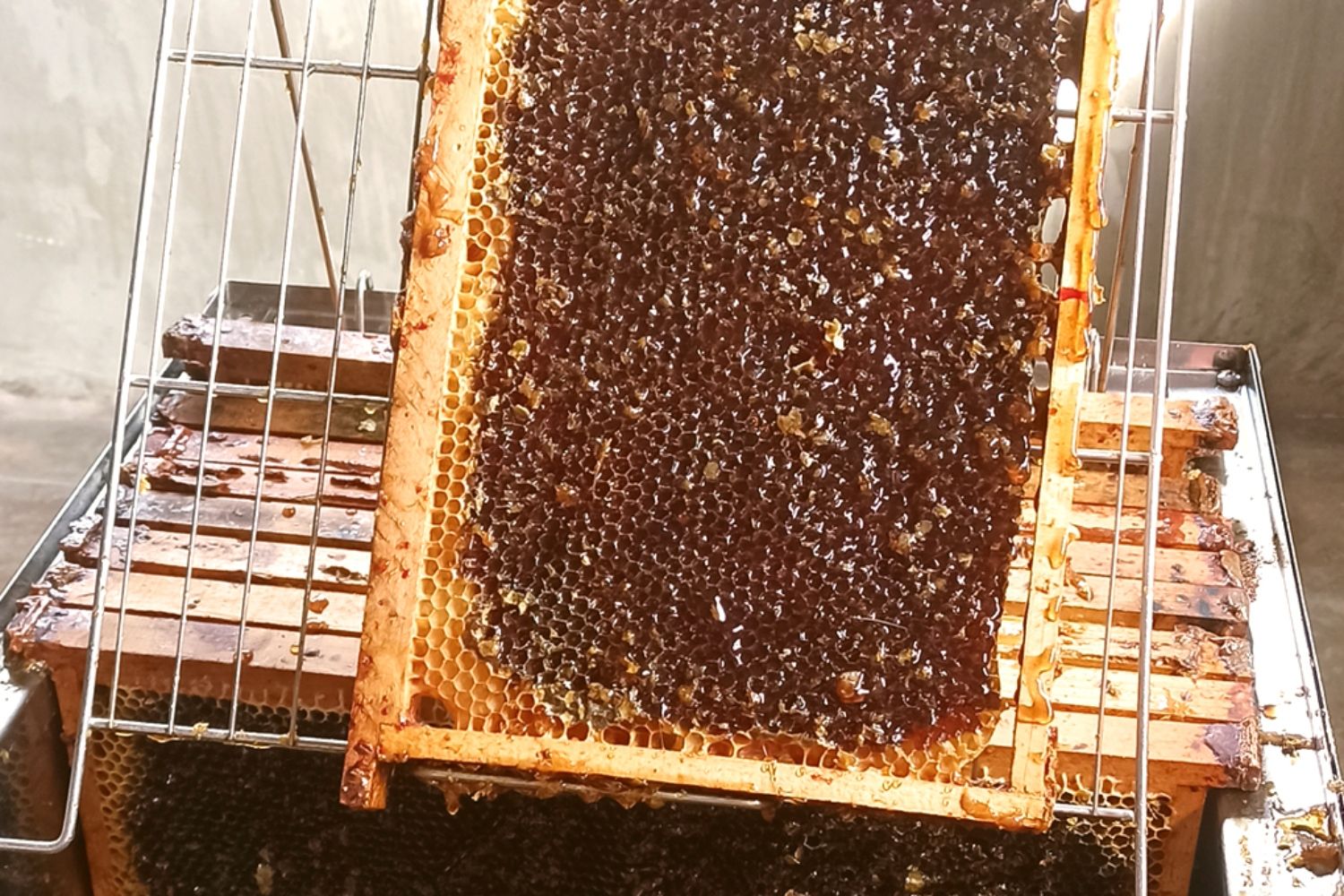 La miel berciana que enamora a Europa: Doble oro internacional para la miel de Hornija | Oro del Bierzo