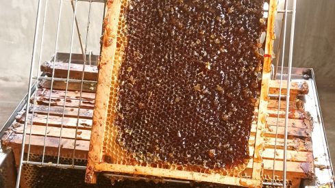 La miel berciana que enamora a Europa: doble oro internacional para esta joya de Hornija La miel berciana que enamora a Europa: doble oro internacional para esta joya de Hornija