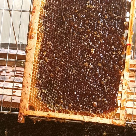 La miel berciana que enamora a Europa: doble oro internacional para esta joya de Hornija La miel berciana que enamora a Europa: doble oro internacional para esta joya de Hornija