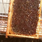 La miel berciana que enamora a Europa: doble oro internacional para esta joya de Hornija