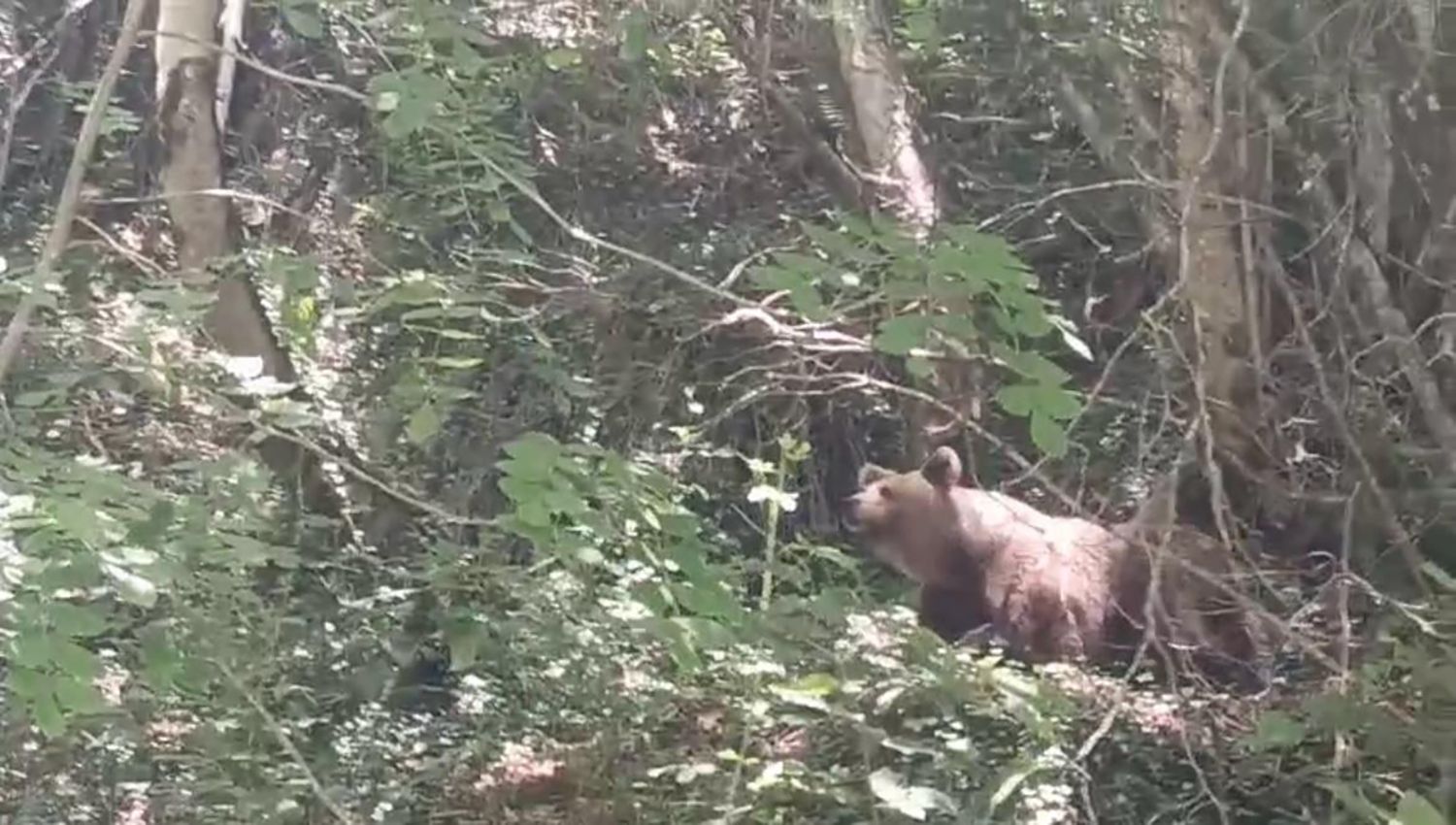 La osa Lechuguina en los cerezos de Palacios del Sil | Cedida a Infobierzo