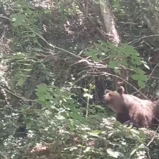 La osa Lechuguina en los cerezos de Palacios del Sil | Cedida a Infobierzo