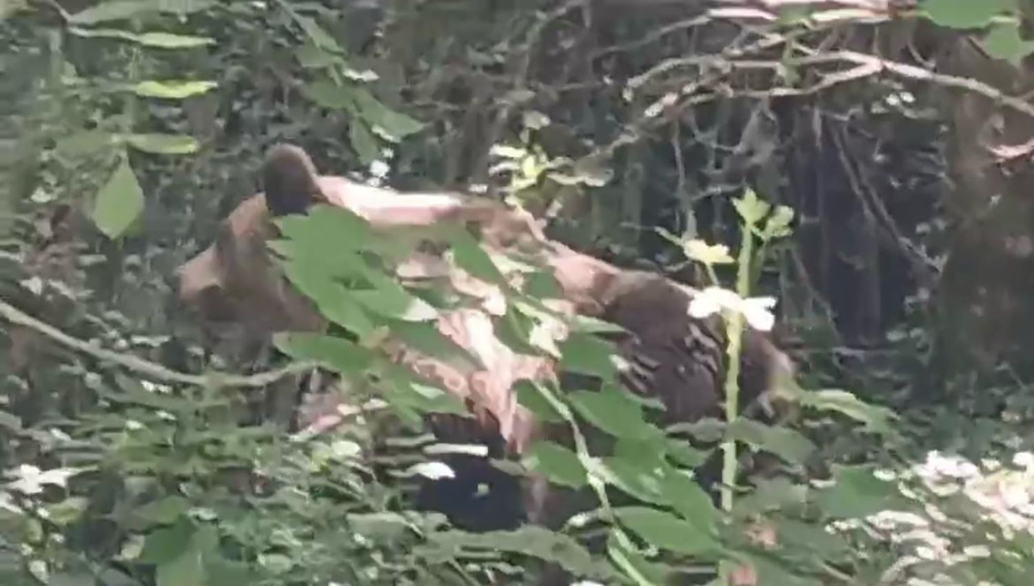 lechuguina 2