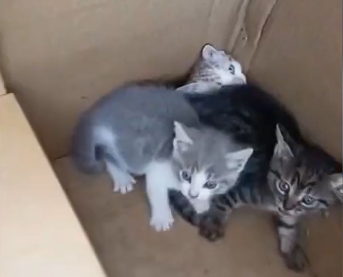 Camada de gatos abandonada en Ponferrada | Cedida a Infobierzo