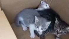 Camada de gatos abandonada en Ponferrada | Cedida a Infobierzo Camada de gatos abandonada en Ponferrada | Cedida a Infobierzo