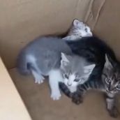 Camada de gatos abandonada en Ponferrada | Cedida a Infobierzo