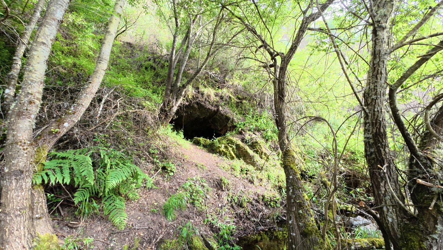 Estado de las minas de Valcabado antes de su desbroce y mejora (3) Estado de las minas de Valcabado antes de su desbroce y mejora (3)