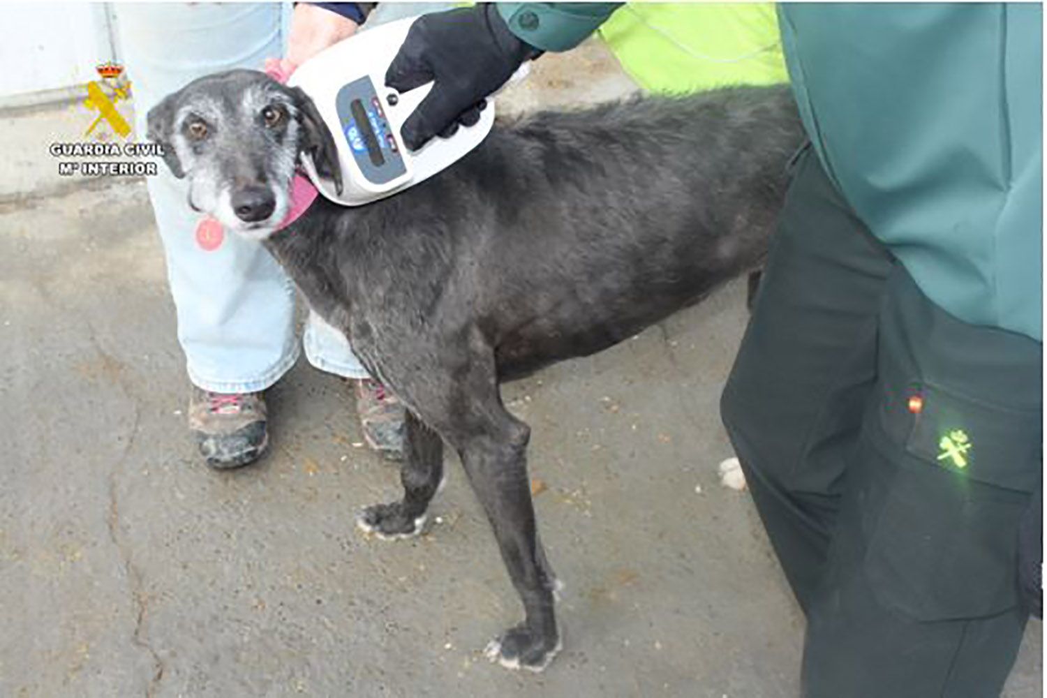 Galgo suceso valladolid Galgo suceso valladolid