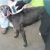 Sección CyL | Investigan a un hombre por declarar muerto a su galgo para después abandonarlo en Valladolid 