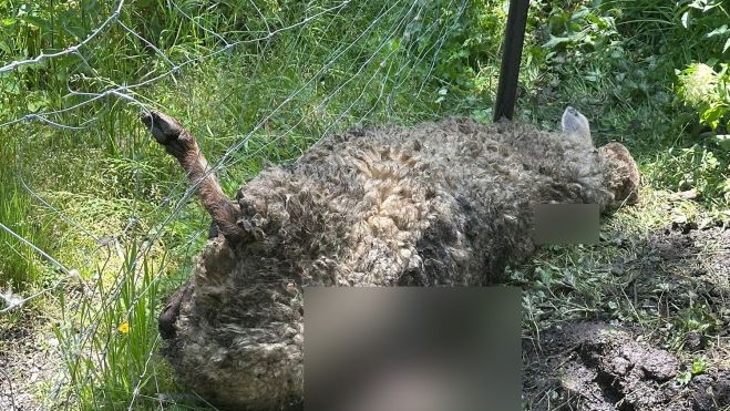 Ataque de un oso en Caboalles de Abajo a una oveja Ataque de un oso en Caboalles de Abajo a una oveja
