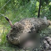 Ataque de un oso en Caboalles de Abajo a una oveja