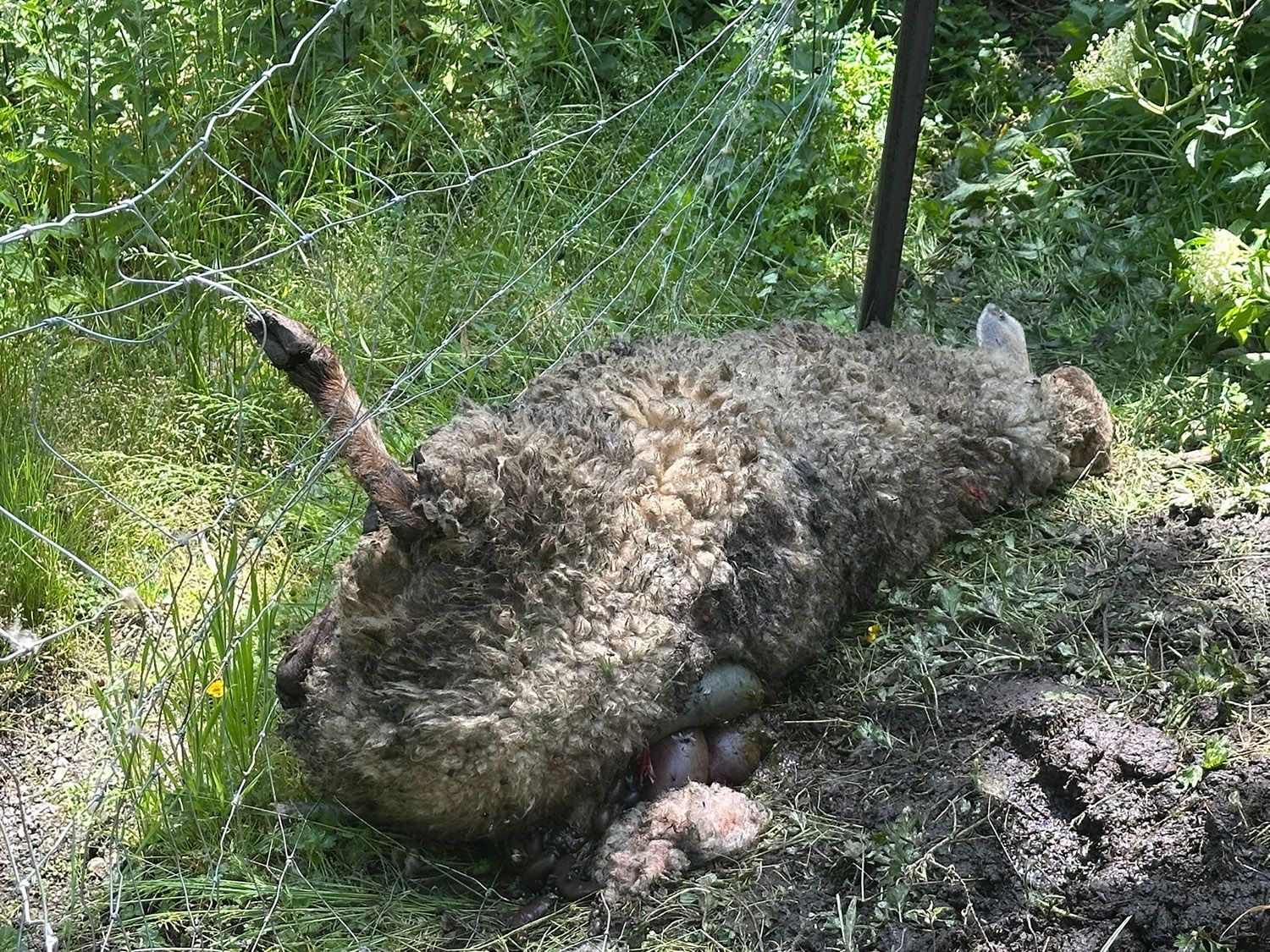 Ataque reciente de un oso en Caboalles de Abajo Ataque reciente de un oso en Caboalles de Abajo