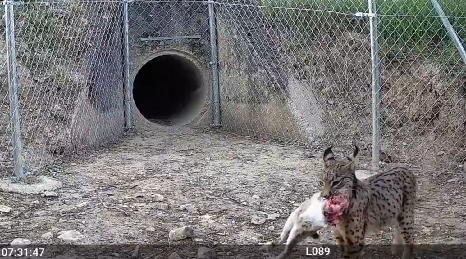 El lince transportando a su presa | Foto: Cuenta oficial de Twitter de Naturaleza Castilla y León El lince transportando a su presa | Foto: Cuenta oficial de Twitter de Naturaleza Castilla y León