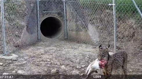El lince transportando a su presa | Foto: Cuenta oficial de Twitter de Naturaleza Castilla y León El lince transportando a su presa | Foto: Cuenta oficial de Twitter de Naturaleza Castilla y León